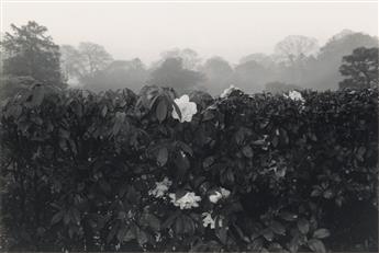 LEE FRIEDLANDER Flowers and Trees.